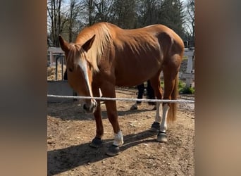 Polnisches Warmblut, Stute, 8 Jahre, 175 cm, Fuchs