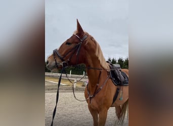 Polnisches Warmblut, Stute, 8 Jahre, 175 cm, Fuchs