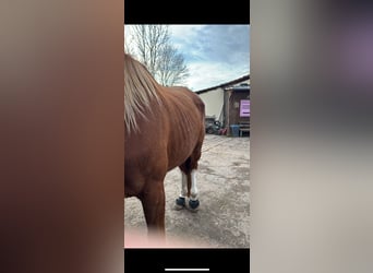 Polnisches Warmblut, Stute, 8 Jahre, 175 cm, Fuchs