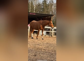 Polnisches Warmblut, Stute, 8 Jahre, 175 cm, Fuchs