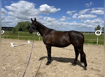 Polnisches Warmblut, Stute, 9 Jahre, 160 cm, Rappe
