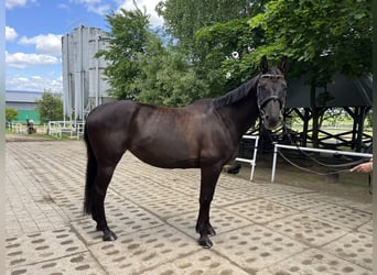 Polnisches Warmblut, Stute, 9 Jahre, 164 cm, Rappe