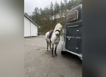 Polnisches Warmblut, Wallach, 10 Jahre, 155 cm, Apfelschimmel