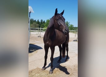 Polnisches Warmblut Mix, Wallach, 10 Jahre, 158 cm, Schwarzbrauner