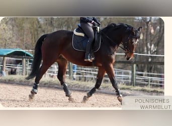 Polnisches Warmblut, Wallach, 10 Jahre, 165 cm, Brauner