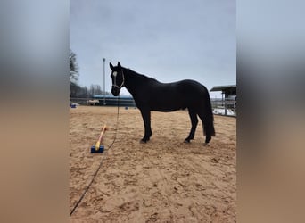 Polnisches Warmblut, Wallach, 10 Jahre, 165 cm, Rappe