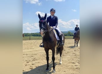 Polnisches Warmblut, Wallach, 10 Jahre, 165 cm, Rappe
