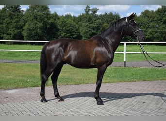 Polnisches Warmblut, Wallach, 10 Jahre, 167 cm, Rappe