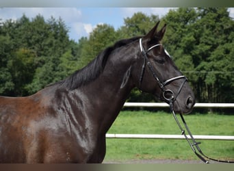 Polnisches Warmblut, Wallach, 10 Jahre, 167 cm, Rappe