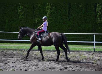 Polnisches Warmblut, Wallach, 10 Jahre, 167 cm, Rappe