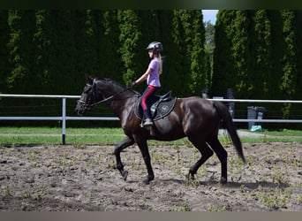 Polnisches Warmblut, Wallach, 10 Jahre, 167 cm, Rappe