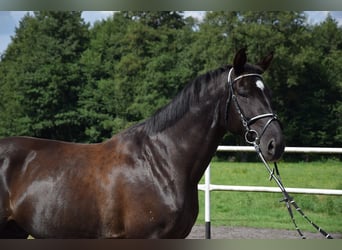 Polnisches Warmblut, Wallach, 10 Jahre, 167 cm, Rappe