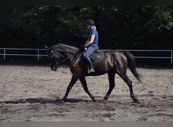 Polnisches Warmblut, Wallach, 10 Jahre, 167 cm, Rappe