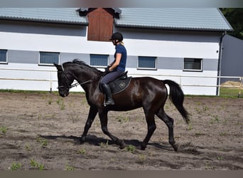 Polnisches Warmblut, Wallach, 10 Jahre, 167 cm, Rappe