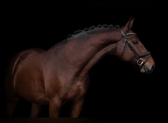 Polnisches Warmblut, Wallach, 10 Jahre, 168 cm, Brauner
