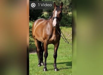 Polnisches Warmblut, Wallach, 10 Jahre, 168 cm, Brauner