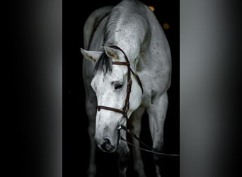Polnisches Warmblut, Wallach, 10 Jahre, 168 cm, Schimmel