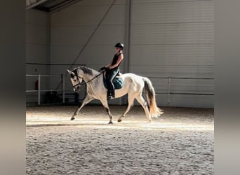 Polnisches Warmblut, Wallach, 10 Jahre, 169 cm, Schimmel