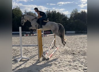 Polnisches Warmblut, Wallach, 10 Jahre, 169 cm, Schimmel