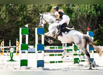 Polnisches Warmblut, Wallach, 10 Jahre, 169 cm, Schimmel