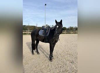 Polnisches Warmblut, Wallach, 10 Jahre, 172 cm, Schwarzbrauner