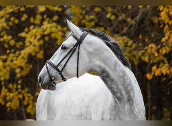 Polnisches Warmblut, Wallach, 10 Jahre, 185 cm, Schimmel