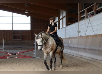 Polnisches Warmblut, Wallach, 11 Jahre, 151 cm, Schimmel