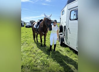 Polnisches Warmblut, Wallach, 11 Jahre, 156 cm, Brauner