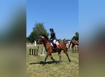 Polnisches Warmblut, Wallach, 11 Jahre, 156 cm, Brauner