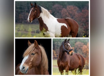 Polnisches Warmblut, Wallach, 11 Jahre, 160 cm, Brauner
