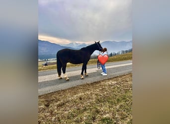 Polnisches Warmblut, Wallach, 11 Jahre, 160 cm, Dunkelbrauner