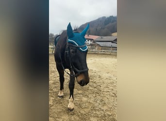 Polnisches Warmblut, Wallach, 11 Jahre, 160 cm, Dunkelbrauner