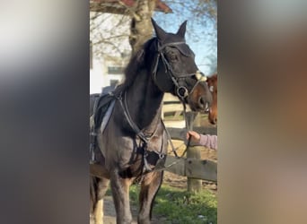 Polnisches Warmblut, Wallach, 11 Jahre, 160 cm, Dunkelbrauner