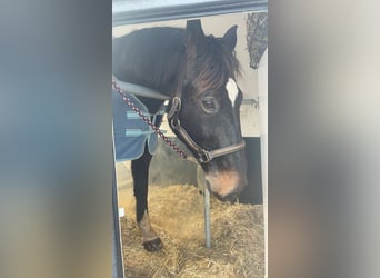 Polnisches Warmblut, Wallach, 11 Jahre, 160 cm, Dunkelbrauner