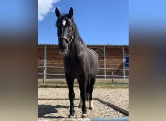 Polnisches Warmblut, Wallach, 11 Jahre, 165 cm, Rappe