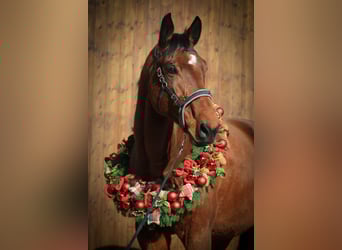 Polnisches Warmblut, Wallach, 11 Jahre, 166 cm, Brauner