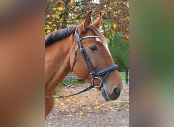 Polnisches Warmblut, Wallach, 11 Jahre, 168 cm, Brauner