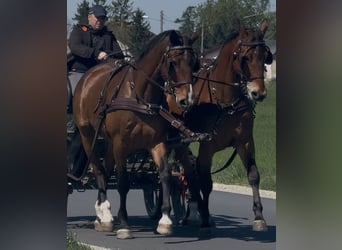 Polnisches Warmblut, Wallach, 11 Jahre, 170 cm, Brauner