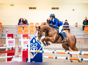 Polnisches Warmblut, Wallach, 11 Jahre, 172 cm, Dunkelfuchs