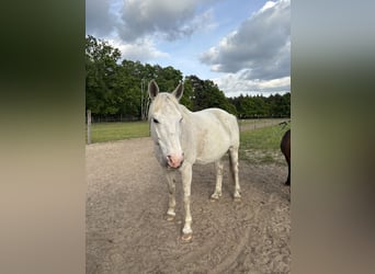 Polnisches Warmblut, Wallach, 12 Jahre, 163 cm