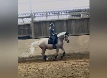 Polnisches Warmblut, Wallach, 12 Jahre, 172 cm, Palomino