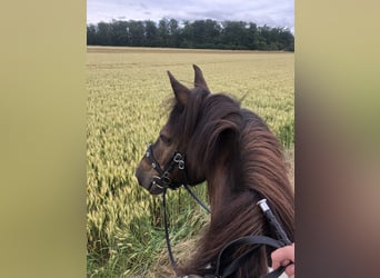 Polnisches Warmblut, Wallach, 13 Jahre, 152 cm, Schecke