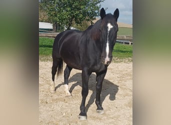 Polnisches Warmblut, Wallach, 13 Jahre, 164 cm, Rappe