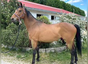 Polnisches Warmblut, Wallach, 13 Jahre, 165 cm, Brauner