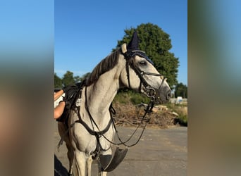Polnisches Warmblut, Wallach, 13 Jahre, 165 cm, Schimmel