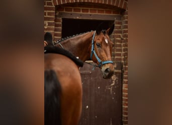 Polnisches Warmblut, Wallach, 13 Jahre, 171 cm, Brauner
