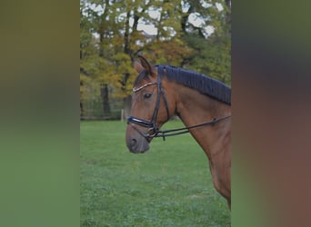 Polnisches Warmblut, Wallach, 13 Jahre, 173 cm, Fuchs