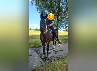 Polnisches Warmblut, Wallach, 14 Jahre, 164 cm, Rappe