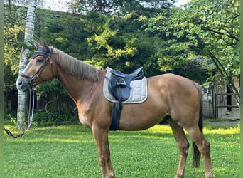 Polnisches Warmblut, Wallach, 14 Jahre, 172 cm, Fuchs