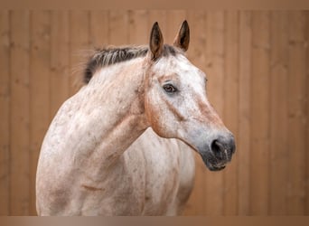 Polnisches Warmblut, Wallach, 15 Jahre, 157 cm, Braunfalbschimmel